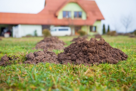 dirt and grass