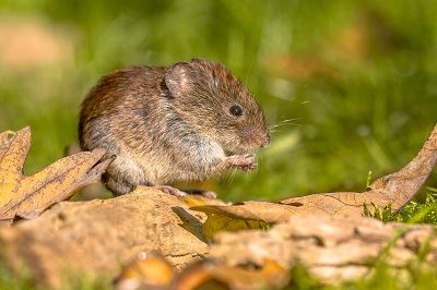 Vole OKC Eating