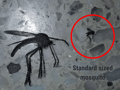 Fossils that prove that there are mosquitoes in Oklahoma