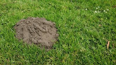 Gopher Mound In Lawn