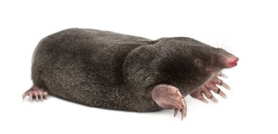 Ground Mole Side View